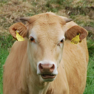 Heiderinder_Avatar_300.jpg