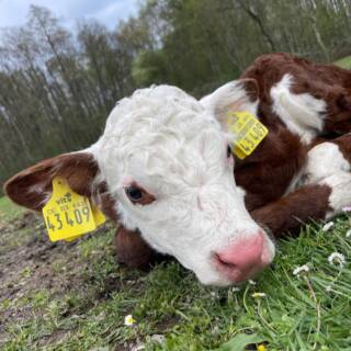 Unsere Tiere leben unter den besten Bedingungen.😊
365 Tage im Jahr verbringen sie auf weitläufigen Weiden in der Heide. Selbst den Winter über müssen sie nicht in den Stall. Sie leben in Mutter-Kuh-Haltung im großen Familienverband auf besonders saftigen Wiesen mit „Strohbett“ und Unterständen.🐮 Dürfte sich ein Rind ein Leben wünschen – so wäre es sicher ein solches!😉
#heiderinder #ArtgerechteHaltung #Weidehaltung #Mutterkuhhaltung #Tierwohl #NachhaltigeLandwirtschaft #HeideRinder #Familienverband #NatürlichUndRegional #Rinderglück #GlücklicheTiere #GanzjährigAufDerWeide #LandwirtschaftMitHerz #QualitätVomLand #RespektVorDemTier
