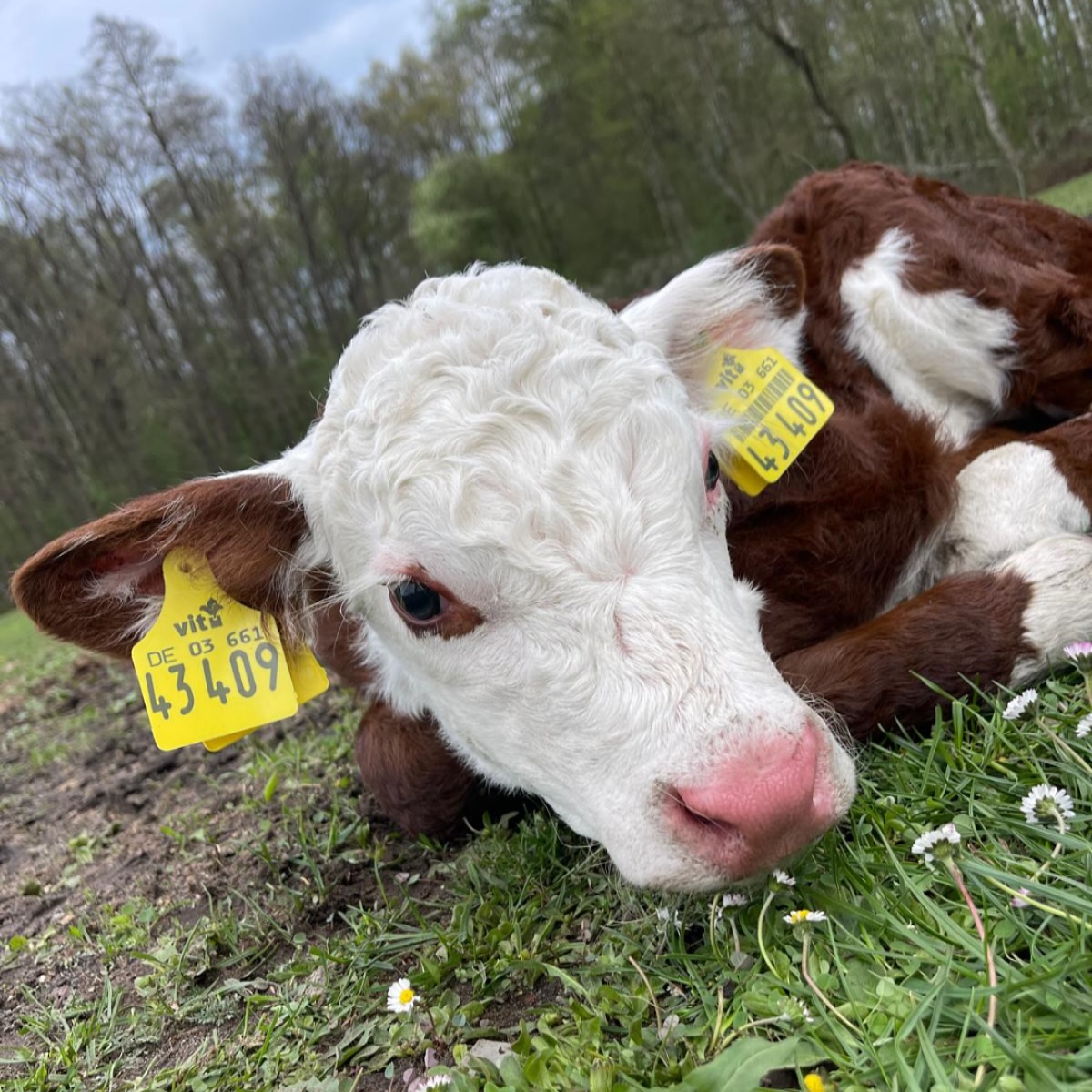 Unsere Tiere leben unter den besten Bedingungen.😊
365 Tage im Jahr verbringen sie auf weitläufigen Weiden in der Heide. Selbst den Winter über müssen sie nicht in den Stall. Sie leben in Mutter-Kuh-Haltung im großen Familienverband auf besonders saftigen Wiesen mit „Strohbett“ und Unterständen.🐮 Dürfte sich ein Rind ein Leben wünschen – so wäre es sicher ein solches!😉
#heiderinder #ArtgerechteHaltung #Weidehaltung #Mutterkuhhaltung #Tierwohl #NachhaltigeLandwirtschaft #HeideRinder #Familienverband #NatürlichUndRegional #Rinderglück #GlücklicheTiere #GanzjährigAufDerWeide #LandwirtschaftMitHerz #QualitätVomLand #RespektVorDemTier