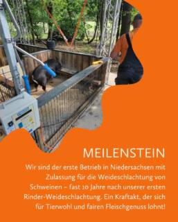 Die Heiderinder sind seit einigen Minuten der erste Betrieb in Niedersachsen, der zur Schlachtung von Schweinen auf der Weide zugelassen wurde. Fast genau 10 Jahre nach der ersten Weideschlachtung unseres ersten Rindes.🎉🤗
Wir bedanken uns beim Veterinäramt Uelzen, das uns die letzten Jahre immer eng begleitet hat und beim LAVES, Dezernat 21, als niedersächsische Zulassungsbehörde, die uns ebenfalls unterstützt haben.☺️
Für uns bei den Heiderindern mal wieder ein echter Kraftakt – aber für unsere Tiere und am Ende für unsere Kunden, die sich faire Fleischprodukte wünschen, freuen wir uns sehr!😍
#heiderinder #weideschlachtung #tierwohl #schweine #rinder #lünebrugerheide #qualität  #Schweinehaltung #ArtgerechteTierhaltung #RespektVorDemTier #Niedersachsen #RegionalStolz #LandwirtschaftMitHerz
#NachhaltigeLandwirtschaft #TransparenteLandwirtschaft #EhrlichesFleisch