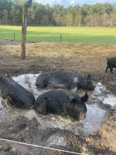 Sommer, Sonne, Schweinespa! 🐷💦
Unsere Schweine genießen den Sommer in vollen Zügen – mit frischer Luft, Platz zum Suhlen und einem Planschbecken gegen die Hitze. Genau so sollte moderne Landwirtschaft aussehen: artgerecht, bewusst und respektvoll. 💚
Denn: Tierwohl ist kein Trend, sondern Verantwortung.
Wer einmal gesehen hat, wie viel Lebensfreude in so einem Schweineplantsch steckt, versteht: Massentierhaltung ist keine Option.
#GlücklicheSchweine #BiohofLiebe #TierwohlStattTierleid #ArtgerechteHaltung #GegenMassentierhaltung #Biofleisch #WertvollesLeben #heiderinder
