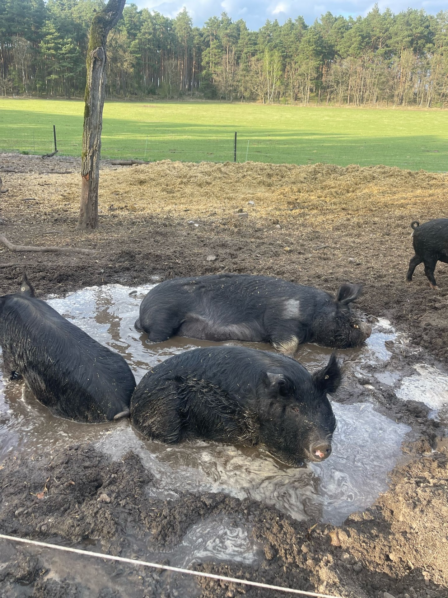 Sommer, Sonne, Schweinespa! 🐷💦
Unsere Schweine genießen den Sommer in vollen Zügen – mit frischer Luft, Platz zum Suhlen und einem Planschbecken gegen die Hitze. Genau so sollte moderne Landwirtschaft aussehen: artgerecht, bewusst und respektvoll. 💚
Denn: Tierwohl ist kein Trend, sondern Verantwortung.
Wer einmal gesehen hat, wie viel Lebensfreude in so einem Schweineplantsch steckt, versteht: Massentierhaltung ist keine Option.
#GlücklicheSchweine #BiohofLiebe #TierwohlStattTierleid #ArtgerechteHaltung #GegenMassentierhaltung #Biofleisch #WertvollesLeben #heiderinder