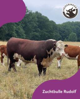 Unser neuer Zuchtbulle Rudolf ist angekommen und lebt sich bereits gut in seiner neuen Herde ein. Der erfahrene Hanoi übernimmt derweil weiter die Hauptverantwortung in der Hauptherde – noch bis zum Winter. 👑🐮
#heiderinder #zuchtbulle #herefordrinder #biofleisch #weidehaltung #weideschlachtung #tierwohl #tierzucht #nachwuchs #bienenbüttel #wochenmarkt