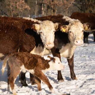 Kalte, sonnige Wintertage bei den Heiderindern ❄️☀️
Unsere Hereford-Rinder zeigen, wie robust diese Rasse ist: Mit ihrem dichten Fell, der ruhigen Art und ihrer Anpassungsfähigkeit kommen sie auch bei niedrigen Temperaturen bestens zurecht. Genau dafür ist diese Rasse bekannt – widerstandsfähig, ausgeglichen und ideal für die ganzjährige Haltung im Freien.🐮
Danke an Antje Köhncke für die tollen Bilder 📸🤍