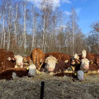 Der Frühling ist da und unsere Heiderinder genießen ihn in vollen Zügen! 🌿☀️

Die Wiesen sprießen wieder, das Gras duftet frisch und saftig, und die Sonne wärmt die Tiere sanft. Auf der Weide erkunden sie neugierig ihr Zuhause, tollen durch das grüne Gras und tanken Kraft für gesunde, hochwertige Fleischqualität.

Es ist ein Genuss zuzusehen, wie entspannt und zufrieden unsere Heiderinder die frische Luft, die Sonne und die weiten Flächen genießen.

#artgerechtehaltung #tierwohl #heiderinder #kuhliebe #rinder
