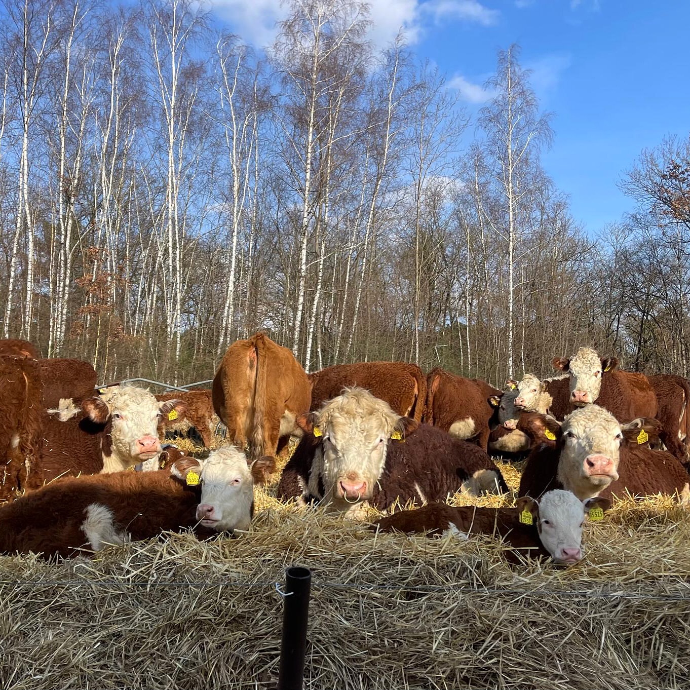 Der Frühling ist da und unsere Heiderinder genießen ihn in vollen Zügen! 🌿☀️

Die Wiesen sprießen wieder, das Gras duftet frisch und saftig, und die Sonne wärmt die Tiere sanft. Auf der Weide erkunden sie neugierig ihr Zuhause, tollen durch das grüne Gras und tanken Kraft für gesunde, hochwertige Fleischqualität.

Es ist ein Genuss zuzusehen, wie entspannt und zufrieden unsere Heiderinder die frische Luft, die Sonne und die weiten Flächen genießen.

#artgerechtehaltung #tierwohl #heiderinder #kuhliebe #rinder
