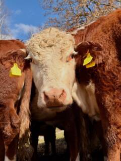 Wer unser Fleisch kauft, kauft auch das hier: Weidehaltung, echte Menschen dahinter und Tiere, die ein glückliches Leben leben. 🧡
Wie gefallen euch die Schnappschüsse aus unserem Alltag?
🐮 Besucht uns gerne auf unserem Marktstand in Lüneburg oder in unserem Dorfladen in Bienenbüttel.
Wir freuen uns auf euch!
#heiderinder #weidehaltung #nachhaltigkeit #bioqualität