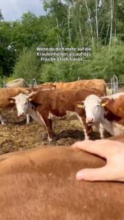 Und die anderen stehen schon Schlange 🐮🫣
Toni fühlt‘s auf jeden Fall und wir machen doch nichts lieber als unseren Heiderindern einen guten back scratch mitzugeben. 🫶🏼
👉🏼 Hereford-Rinder lieben rohfaserreiches Futter und Stroh liefert genau das. Gleichzeitig dient es als trockene, saubere Unterlage zum Ausruhen und für die Kartoffeln.
Was hättet ihr gewählt - Stroh oder Krauleinheiten?
#heiderinder #tierwohl #lüneburgerheide #regional #tierliebe