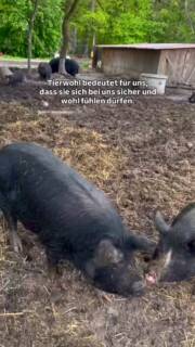 Unsere Berkshire-Schweine wissen genau, wer wir sind und genau das ist uns wichtig. 😊
Wusstet ihr?
🐷 Die Berkshire-Rasse gilt als eine der ältesten und seltensten der Welt und wird von manchen auch als die Rasse der englischen Königin bezeichnet.
Schwarzes Fell, weiße Abzeichen, ein ruhiger und neugieriger Charakter. Ihr Fleisch ist fein marmoriert, saftig und aromatisch und schmeckt nach allem, was drinsteckt: Zeit, Ruhe und ein Leben ohne Stress. 🖤
Tierwohl bedeutet für uns nicht nur Platz und gutes Futter. Es bedeutet, dass unsere Tiere uns kennen, dass sie keine Angst haben und dass das bis zum letzten Schritt so bleibt. Kein Transport, keine fremde Umgebung, kein Stress. Sie bleiben dort, wo sie sich sicher fühlen.
Das ist unser Versprechen. 🫶🏼
Unsere Berkshire-Produkte gibt es im Shop und am Wochenende auf dem Markt. Kommt gerne vorbei! 😌
#heiderinder #berkshire #tierwohl #bioschwein #lüneburgerheide