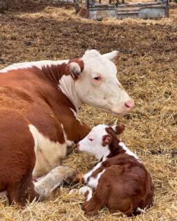 Der Mai hatte es in sich. 🤍
Mit 12 neue Kälbern ist hier fast jeden Tag ein bisschen mehr Leben auf der Weide eingekehrt. Wackelige Beine, neugierige Augen und Muttis, die keinen Schritt von der Seite weichen.
Frühling bei den Heiderindern. Mehr braucht es manchmal nicht. 🌱🐮
Und damit einen guten Start ins Wochenende!
#heiderinder #kälber #hereford #tierwohl #landleben