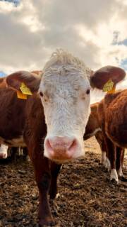 Heute geht es weiter mit Teil 2 unserer Fütterungs-Routine und diesmal sind die Damen und Kälber an der Reihe. 🐮

Wie ihr seht sind sie zwar geduldig, aber sobald es losgeht Feuer und Flamme. 🙂‍↕️💨

Wenn ihr Teil 1 noch nicht geschaut habt, dann holt das unbedingt nach! 

Und wobei sollen wir euch das nächste Mal mitnehmen? Wir sind gespannt auf eure Vorschläge! ☺️

#heiderinder #fütterung #kälber #biofleisch #tierwohl