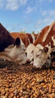 Falls ihr euch gefragt habt, wie so eine Fütterung bei uns so aussieht: hier ist die Antwort. 🌾🐄

In Teil 1 wird sich sorgsam um die Herren gekümmert und Hanoi bekommt auch wieder seine Krauleinheit. 

👉🏼 Nächste Woche gibt’s Teil 2 und wir zeigen euch, was bei den Damen, Kälbchen und Schweinen getan werden muss, damit es ihnen rundum gut geht.

Wie hat euch das Video gefallen? Wenn ihr Fragen habt, dann stellt sie uns gerne in den Kommentaren. ☺️

#heiderinder #tierwohl #lüneburgerheide #fütterung #landleben
