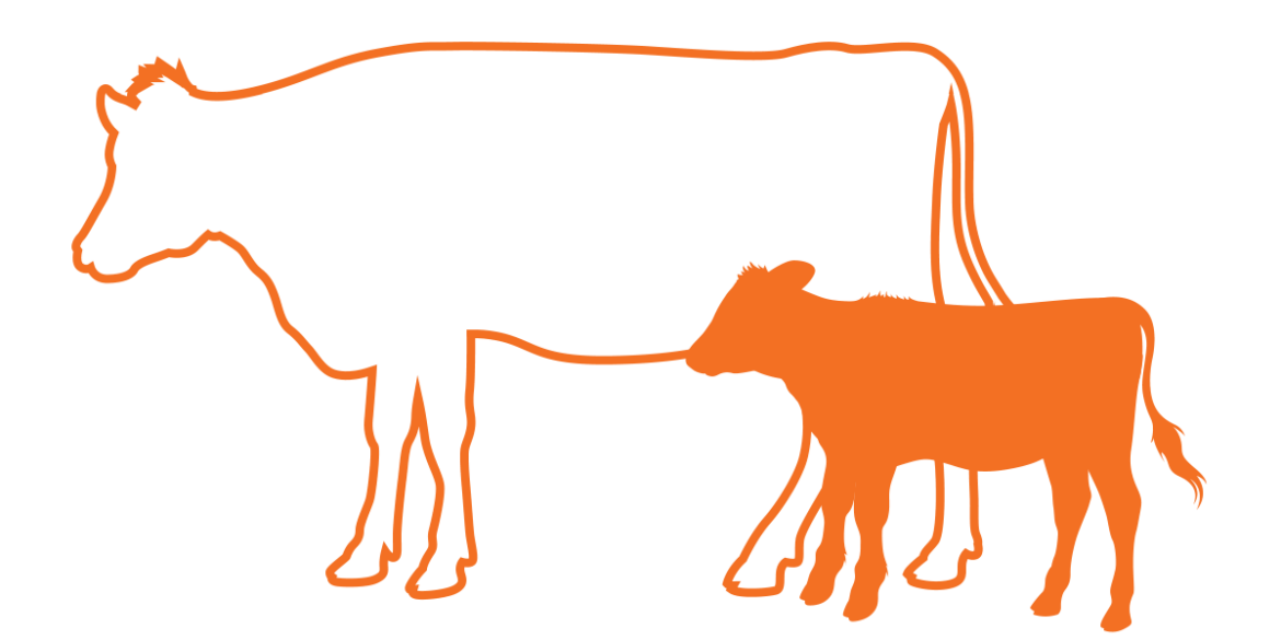 angebot_heiderinder_mutterkuh.png