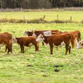 Die Hereford-Truppe aus der Heide