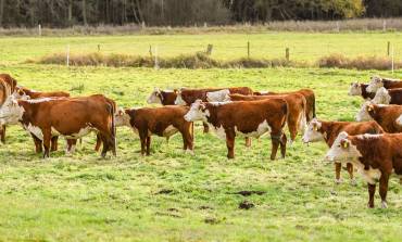 Die Hereford-Truppe aus der Heide