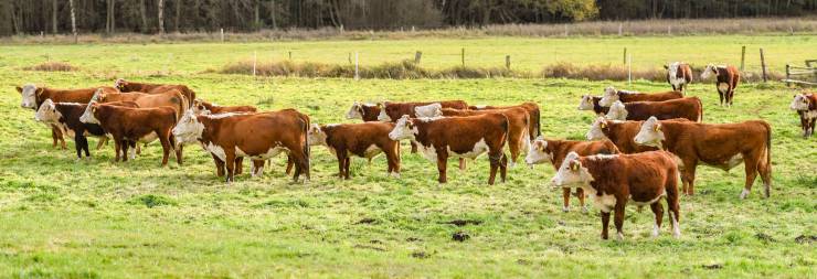 Die Hereford-Truppe aus der Heide