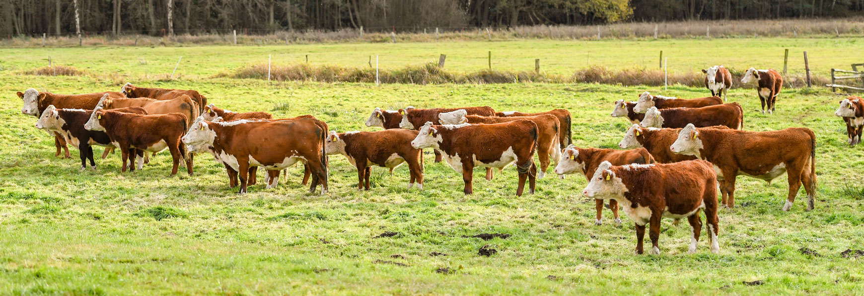 Unsere Hereford Herde 2020 / Thorsten Schneider, Vielbauch.de