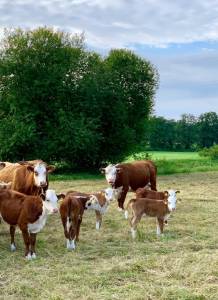 Blog_08_2020_Hereford_Herde_01