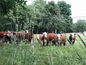 Blog_08_2020_Hereford_Herde_06