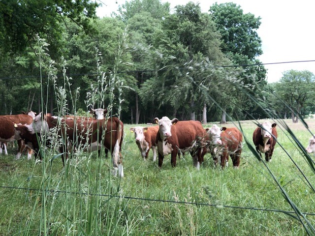 Blog_08_2020_Hereford_Herde_06.jpg