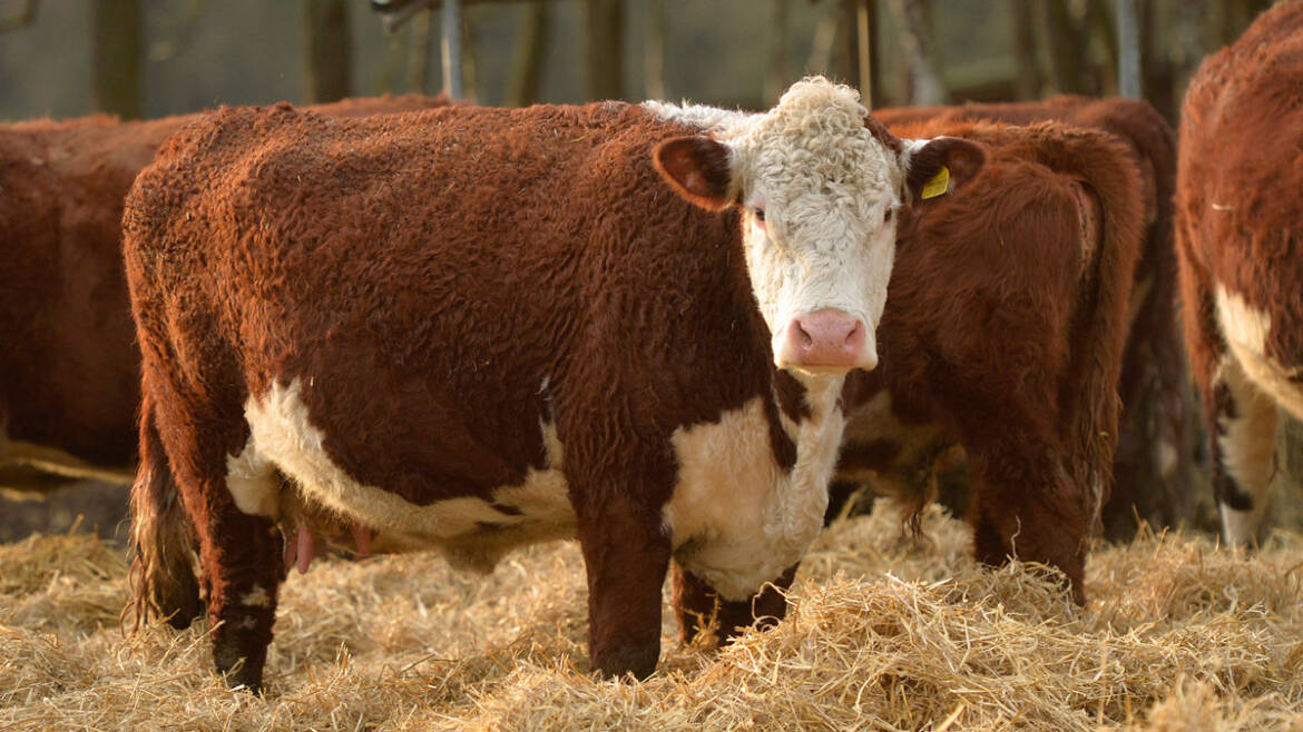 Heiderinder_Weide_Hereford_Kuh2.jpg