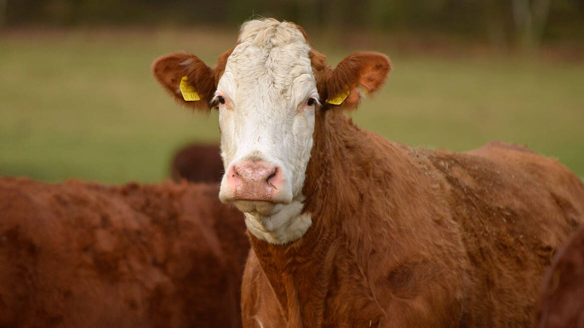 Heiderinder_Weide_Hereford_Kuhkopf.jpg