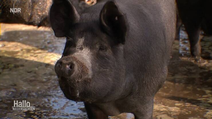 Unser Schweine Truppe