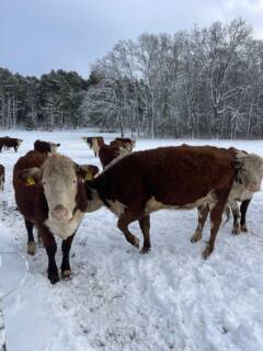 Winterzauber bei den Heiderindern❄️🥰
Schnee, Ruhe und ganz viel Stroh – so lässt sich’s leben!
Was darf bei Euch im Winter nicht fehlen? Schreibt es in die Kommentare.⬇️☃️
#heiderinder #lüneburgerheide #tieremachenglücklich